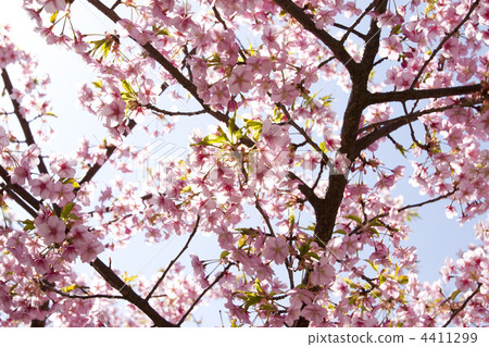 Kawazuzakura Kawazuzakura 4411299