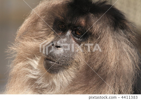 An endangered species Racillus monkey An endangered species Racillus monkey 4411383