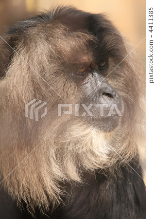 An endangered species Racillus monkey An endangered species Racillus monkey 4411385