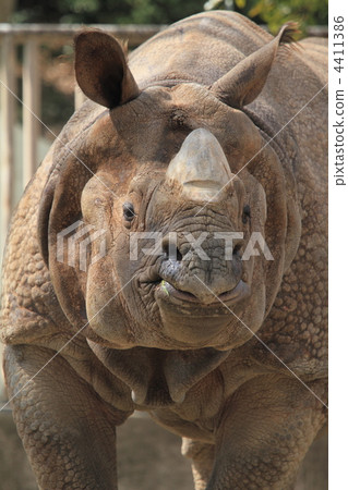 印度戒指 4411386