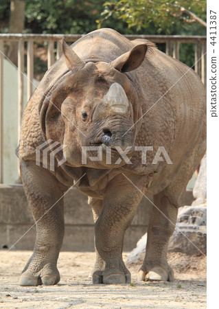 印度戒指 4411387