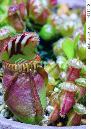 Caterpillar plant Cephalotas Caterpillar plant Cephalotas 4411440