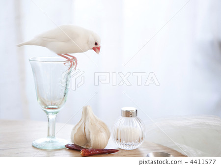 走在桌上的白色劍 4411577