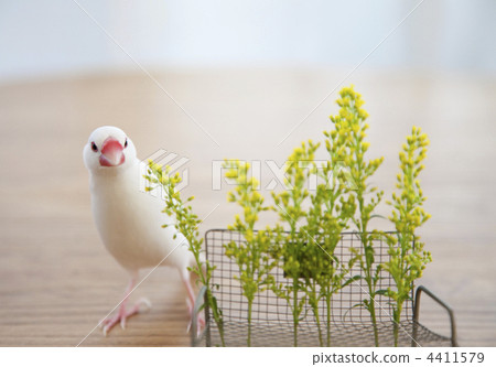 一個白色香蕉和一張小長凳在桌上 一個白色香蕉和一張小長凳在桌上 4411579
