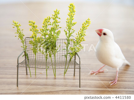 一個白色香蕉和一張小長凳在桌上 4411580