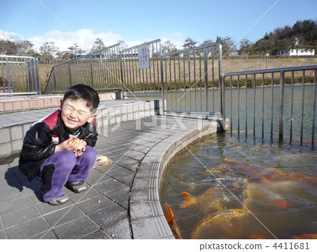 whelp, younger, koi carp 4411681