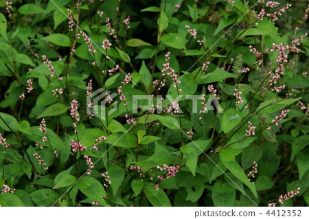 Persicaria longise 4412352
