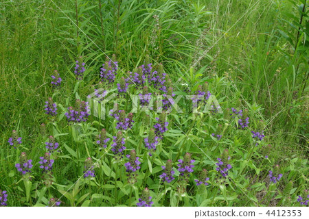 Rice Bogusa Rice Bogusa 4412353