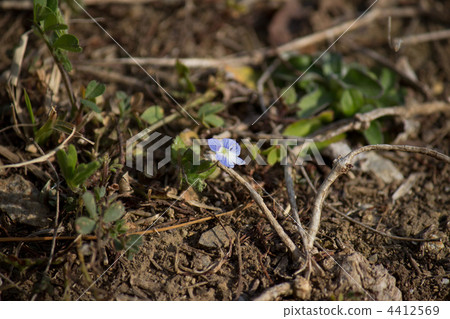 Small flowers Small flowers 4412569