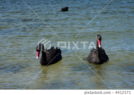 black swan, bird, birds 4412571