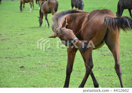 純種的 馬 馬兒 4412602