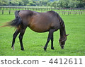 純種的 馬 馬兒 4412611