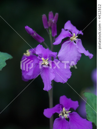 Murasakihanana 4412812