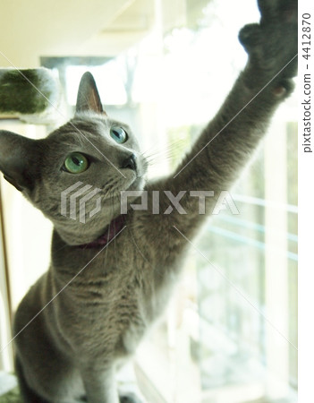 俄羅斯藍貓 淺藍色 毛小孩 4412870