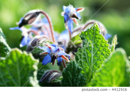 琉璃苣的花和葉子 4412916