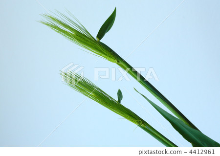 Ear of wheat Ear of wheat 4412961