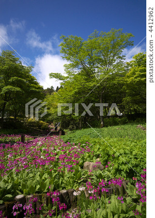 rokko alpine botanical garden, japanese primrose, primula japonica 4412962