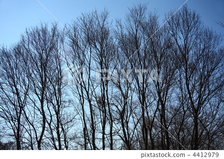 Winter forest Winter forest 4412979