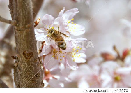 櫻花和蜜蜂 櫻花和蜜蜂 4413370