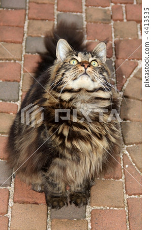 Maine Coon, pet, pets 4413535