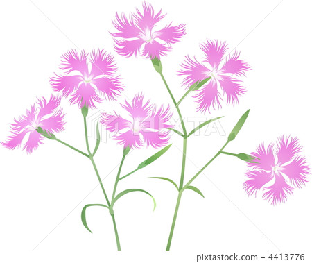 Dianthus flower 4413776