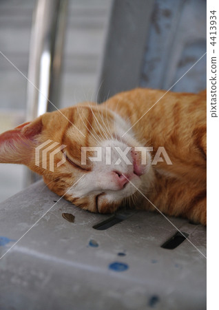 睡覺的貓 4413934