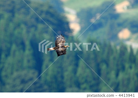 Eagle's eagle 4413941