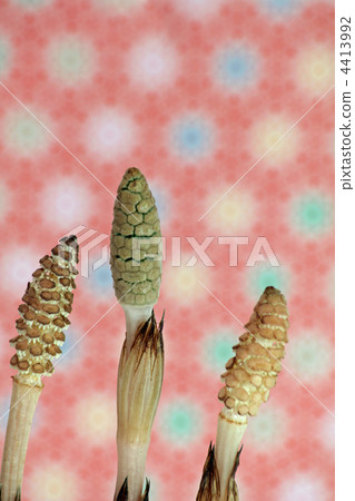 出芽 芽 蓓蕾 4413992