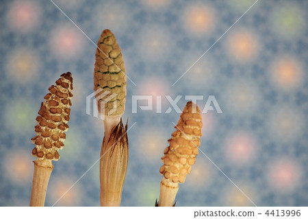 出芽 芽 蓓蕾 4413996