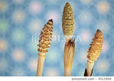 sprouting, bud, sprout 4413998