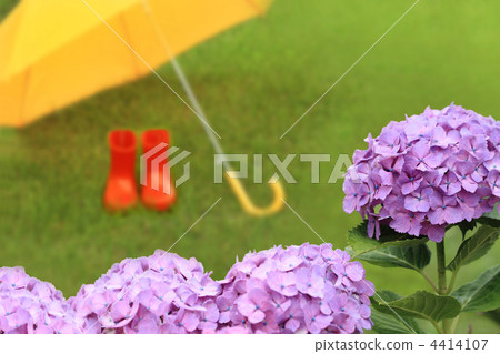 雨季圖像繡球花與雨傘和靴子 雨季圖像繡球花與雨傘和靴子 4414107