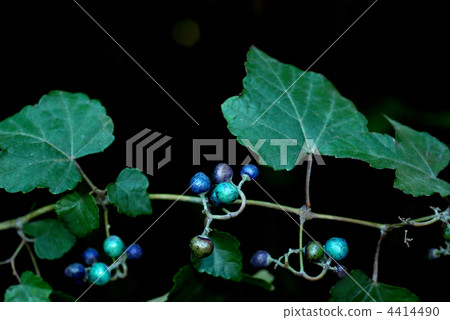 Nobudo水果 4414490