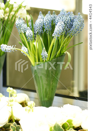 植物 植物學 植物的 4414543