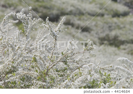 Snow Yanagi Snow Yanagi 4414684