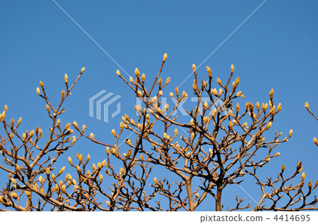 Haku Mukuren的花蕾 4414695