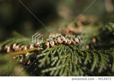 Japanese cypress Japanese cypress 4414872