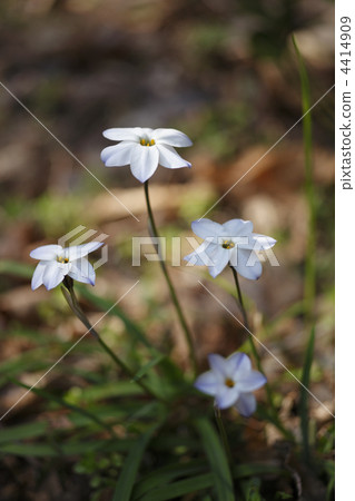 Hananilla Hananilla 4414909
