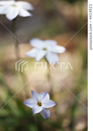 Hananilla Hananilla 4414913