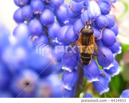 穆斯卡里和哈納布 4414933