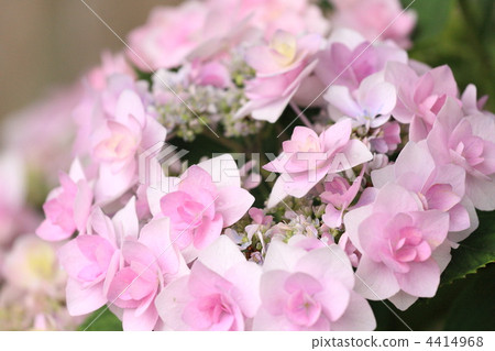 繡球花“Jogasaki” 4414968