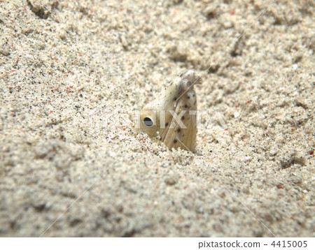 Minami scallops taking a face out of sand 4415005