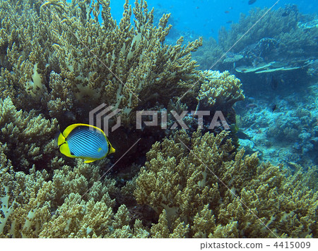 Akebono蝴蝶和軟珊瑚 4415009