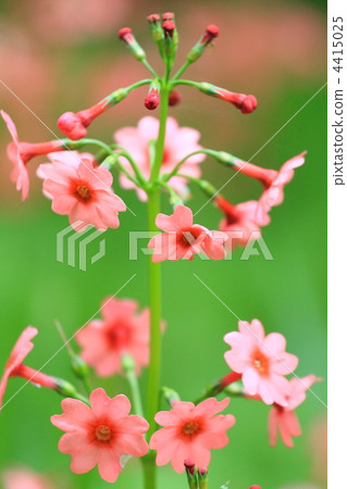 Clinic Clinic 4415025