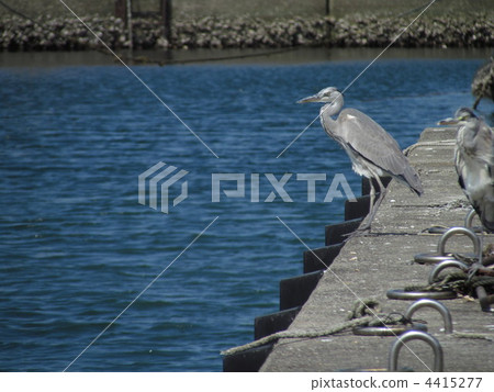 Gray heron 4415277