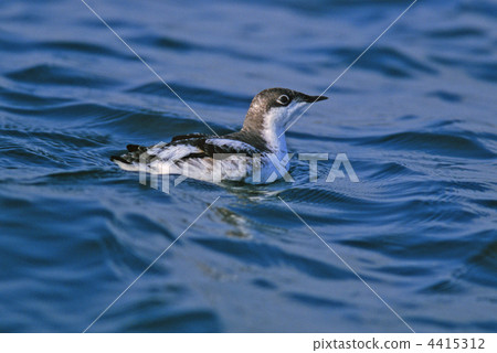 Madara wood sparrow Madara wood sparrow 4415312