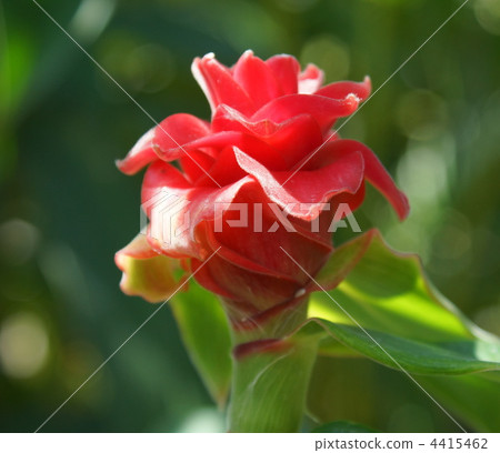 costus, barubatsusu, perilla 4415462