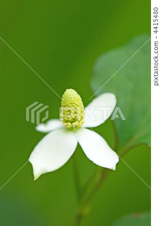 Houttuynia cordata flower 4415480