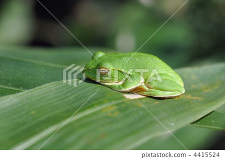 Schlegel在午睡時吹蠅 4415524