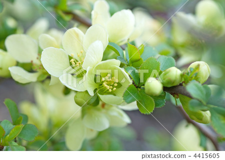 Flower of white cucumber (silky blossom) 4415605