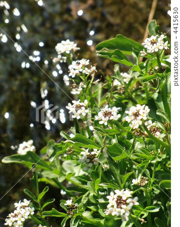 你熟悉豆瓣菜嗎？ 4415630